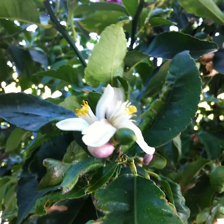 Sunset Hvar 公寓 *